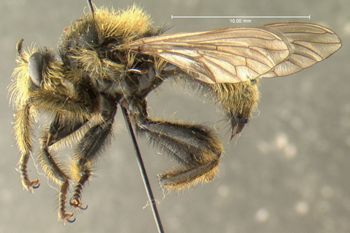 Media type: image;   Entomology 13482 Aspect: habitus lateral view